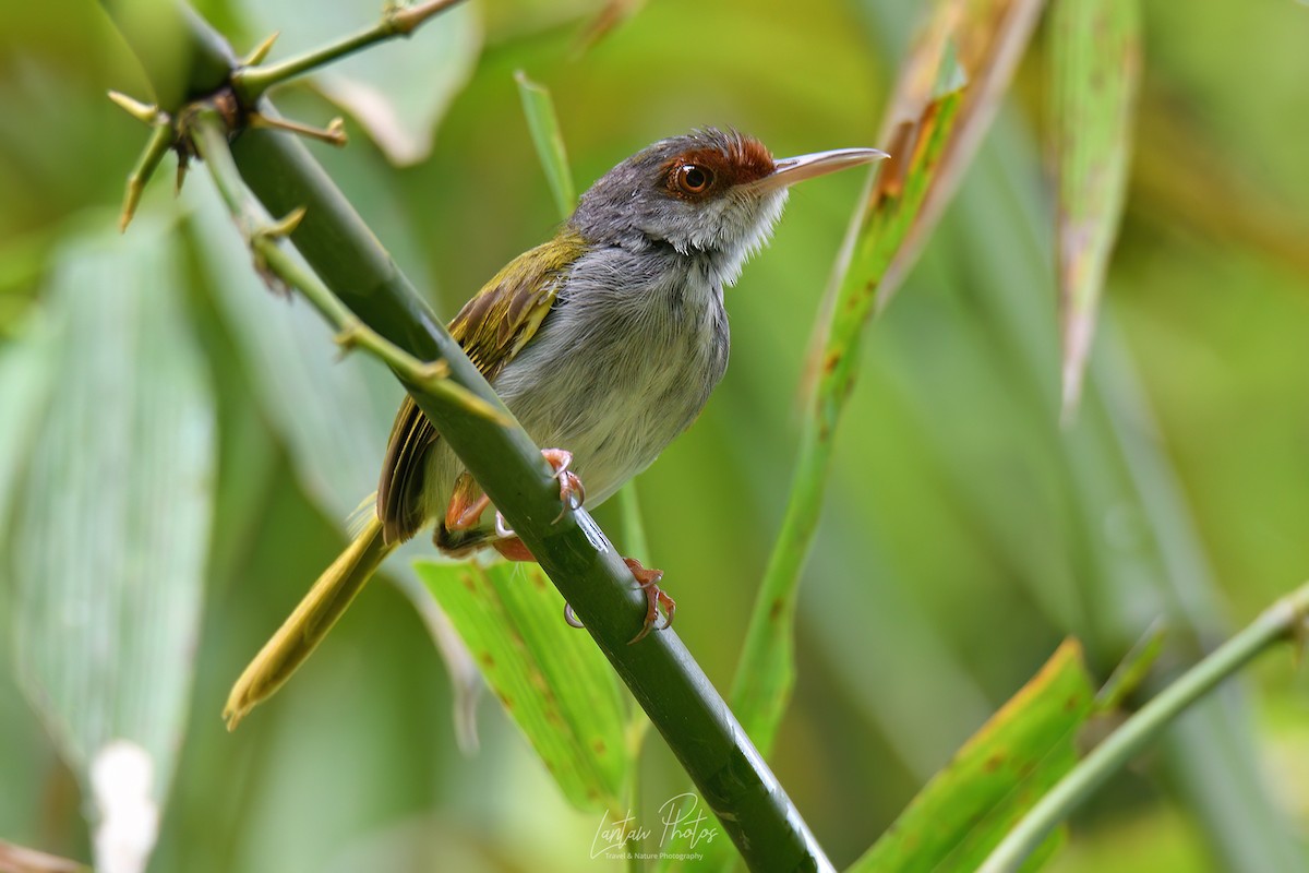 Rufous-fronted Tailorbird - ML623829065