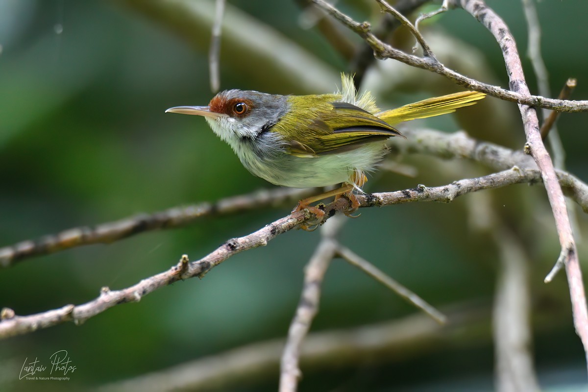 Rufous-fronted Tailorbird - ML623829066