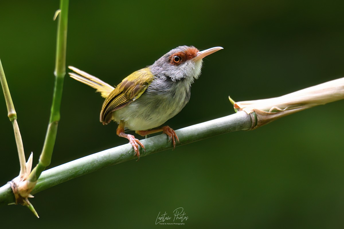 Rufous-fronted Tailorbird - ML623829067