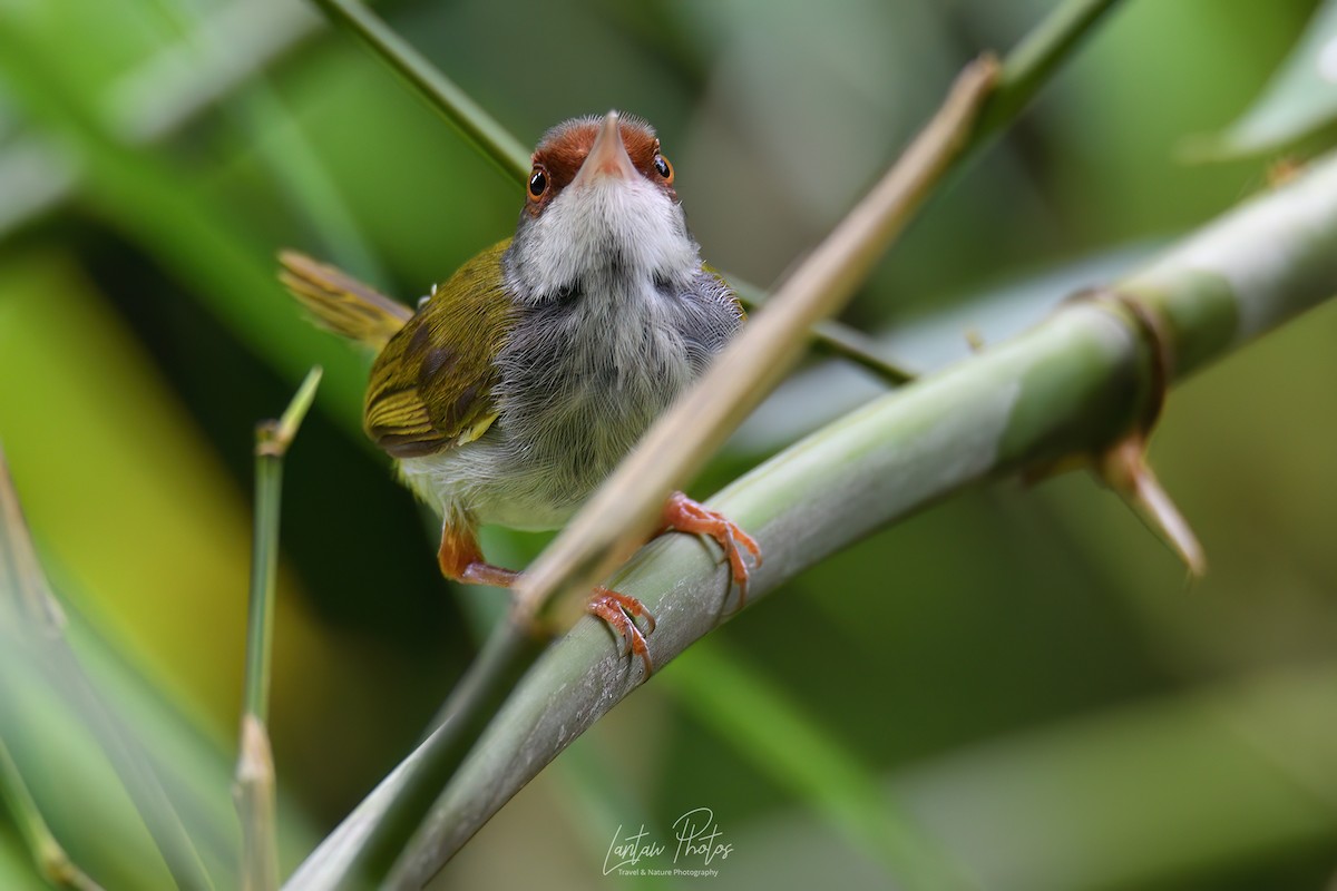 Rufous-fronted Tailorbird - ML623829068