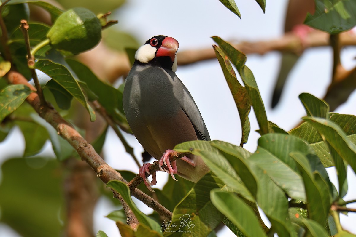 Java Sparrow - ML623829070