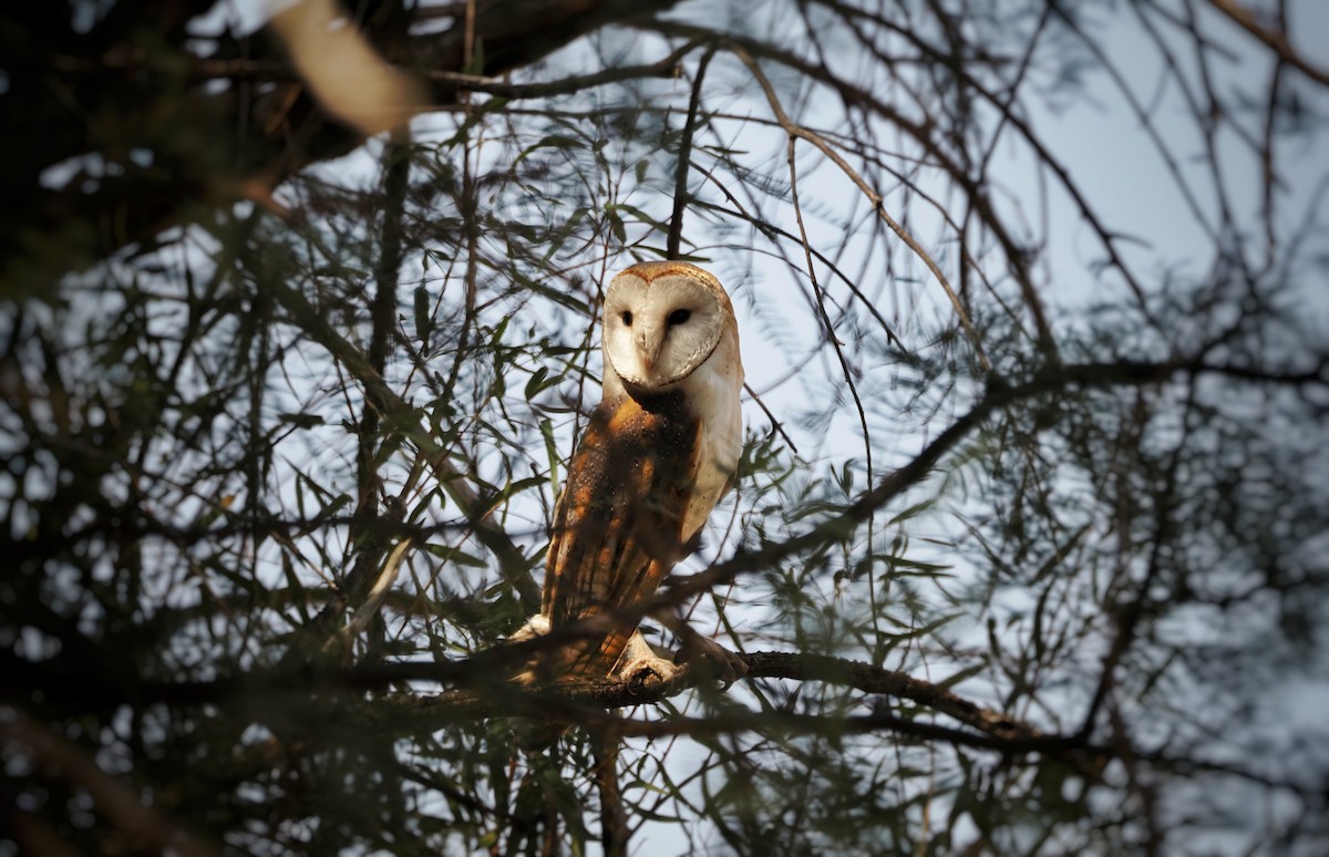 Barn Owl - ML623829120