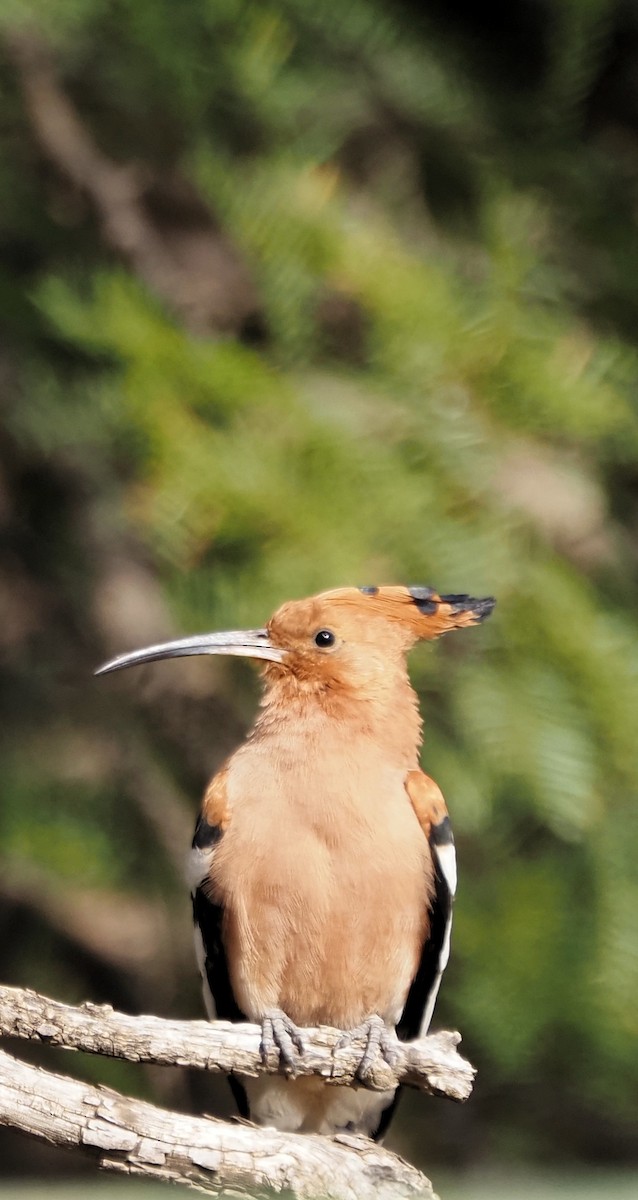 Eurasian Hoopoe (African) - Paulo Ditzel