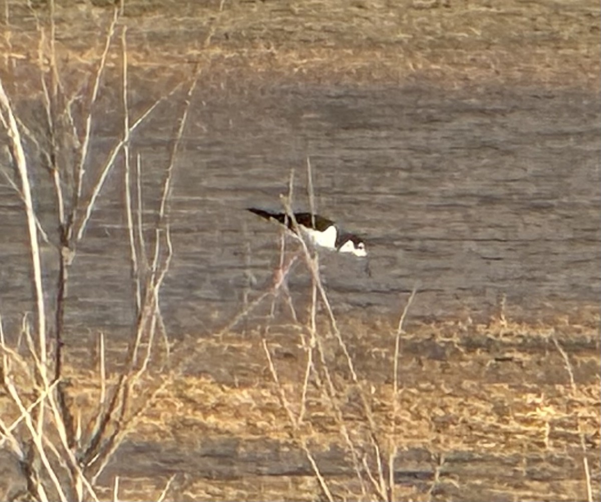 Black-necked Stilt - ML623829143