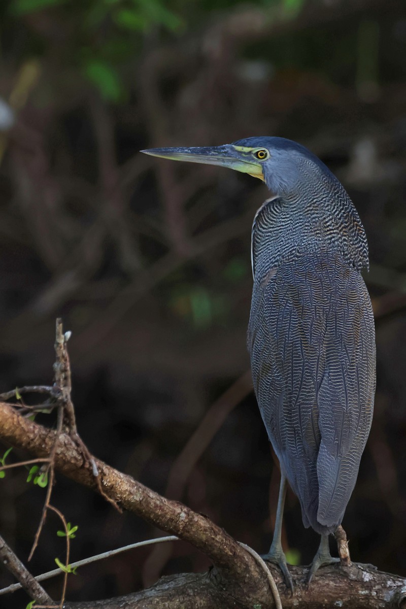 Bare-throated Tiger-Heron - ML623829145