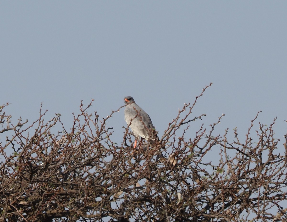 Pale Chanting-Goshawk - ML623829156