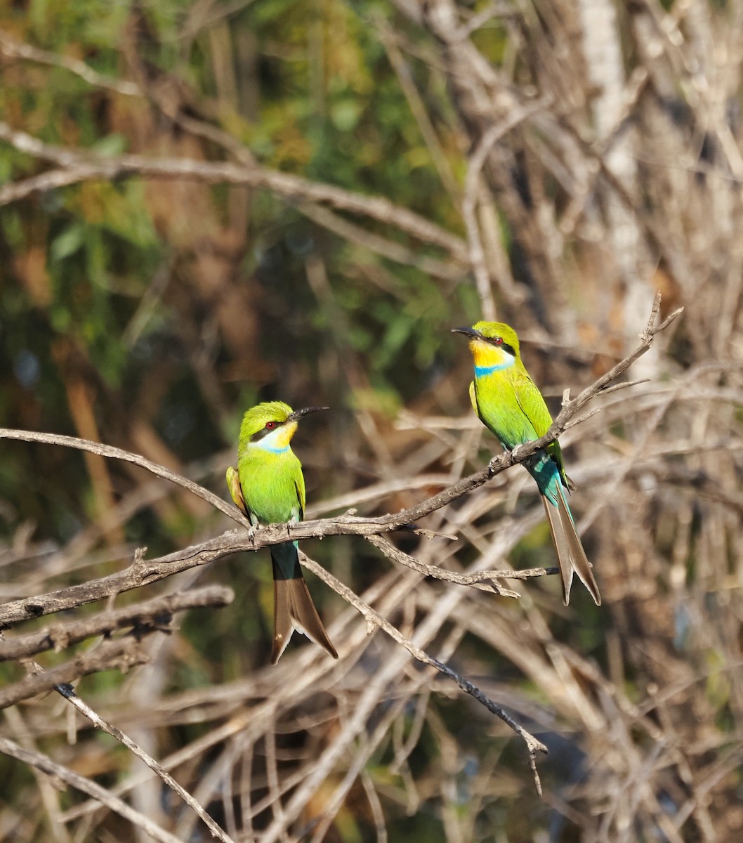 Swallow-tailed Bee-eater - ML623829164