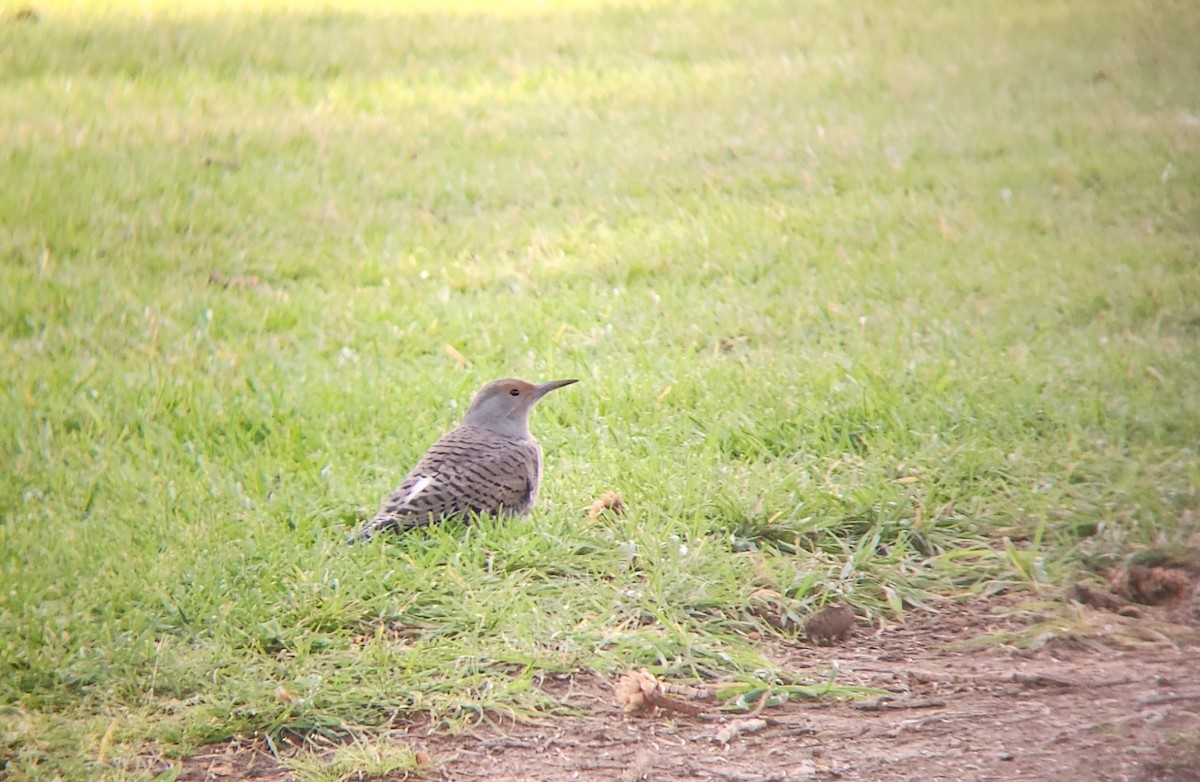 Northern Flicker - ML623829196