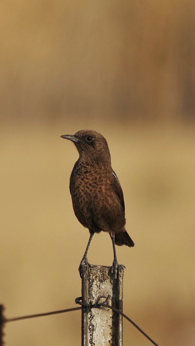 Southern Anteater-Chat - ML623829202