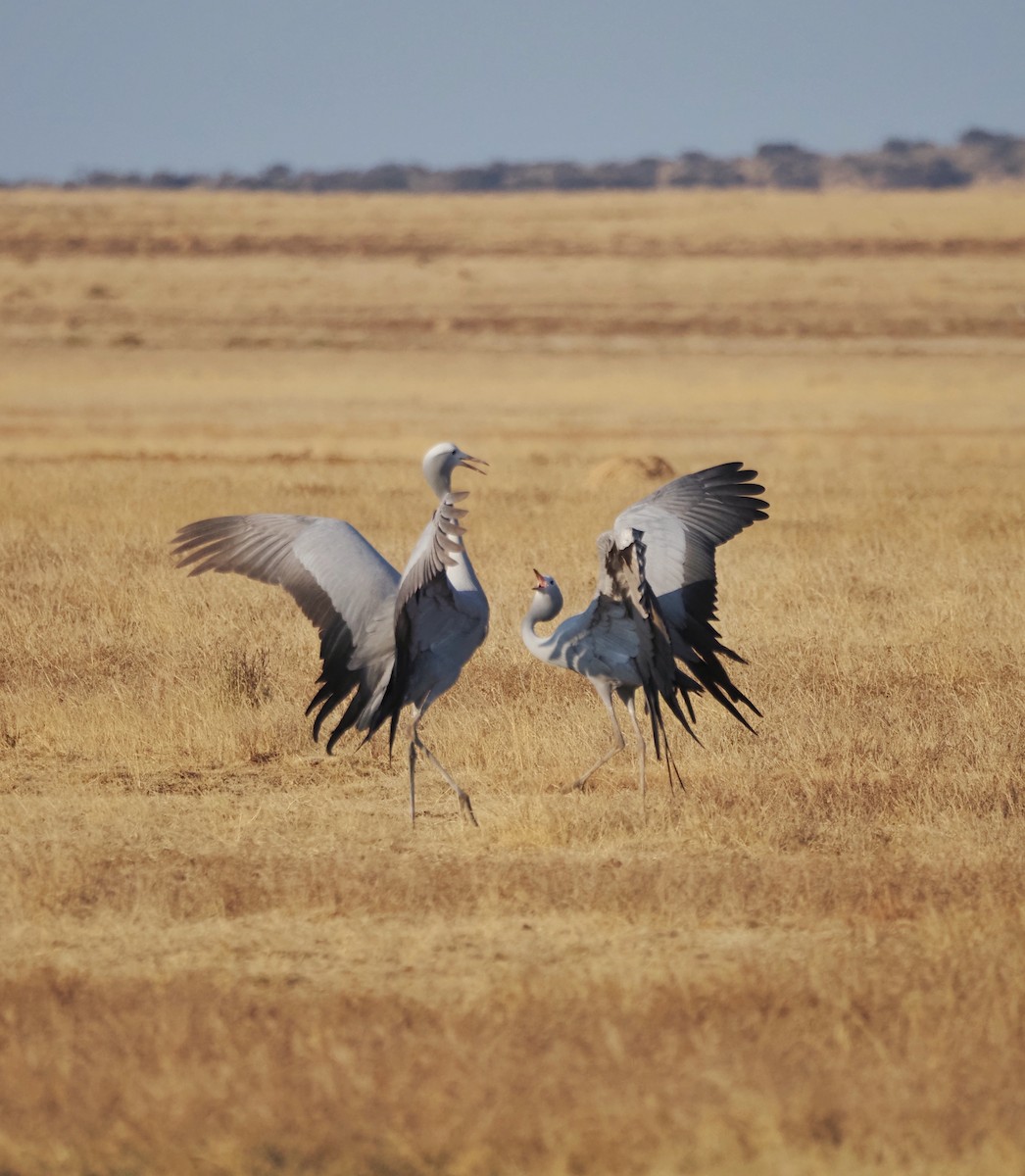 Blue Crane - ML623829203