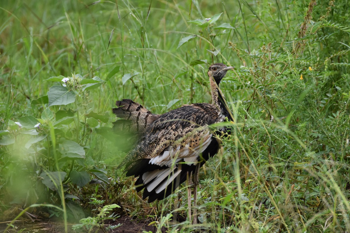Дрохва чорночерева - ML623829204