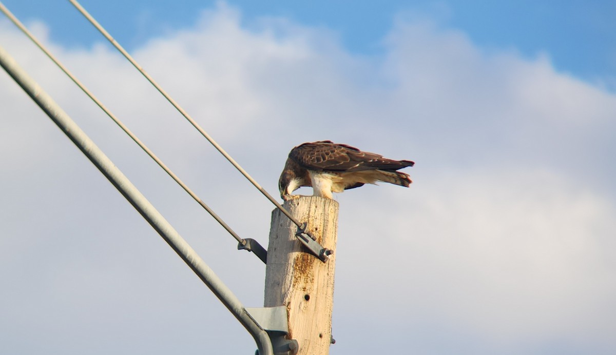 Swainson's Hawk - ML623829216