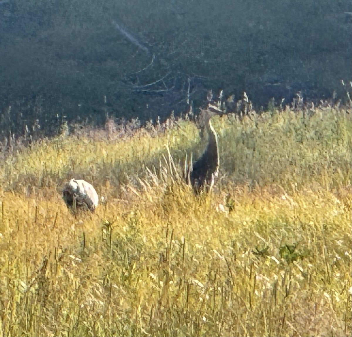 Sandhill Crane - ML623829221