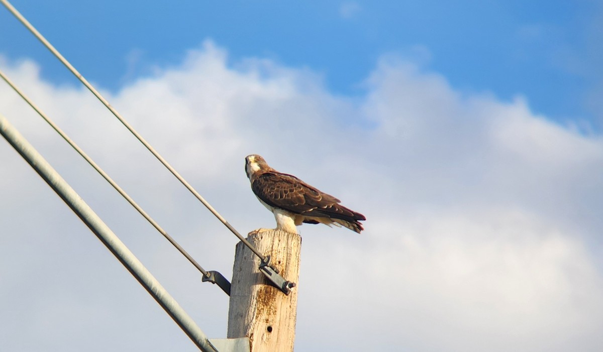 Swainson's Hawk - ML623829222