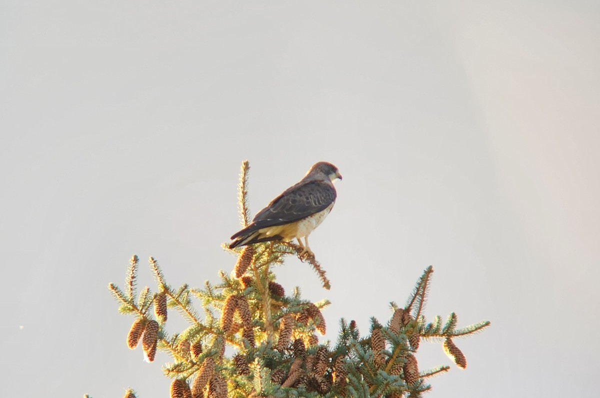 Swainson's Hawk - ML623829238