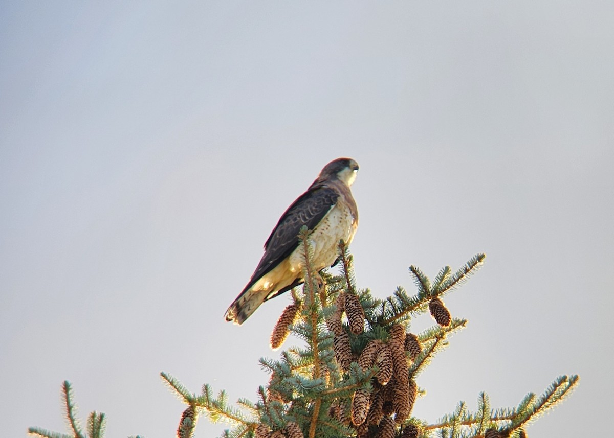 Swainson's Hawk - ML623829240