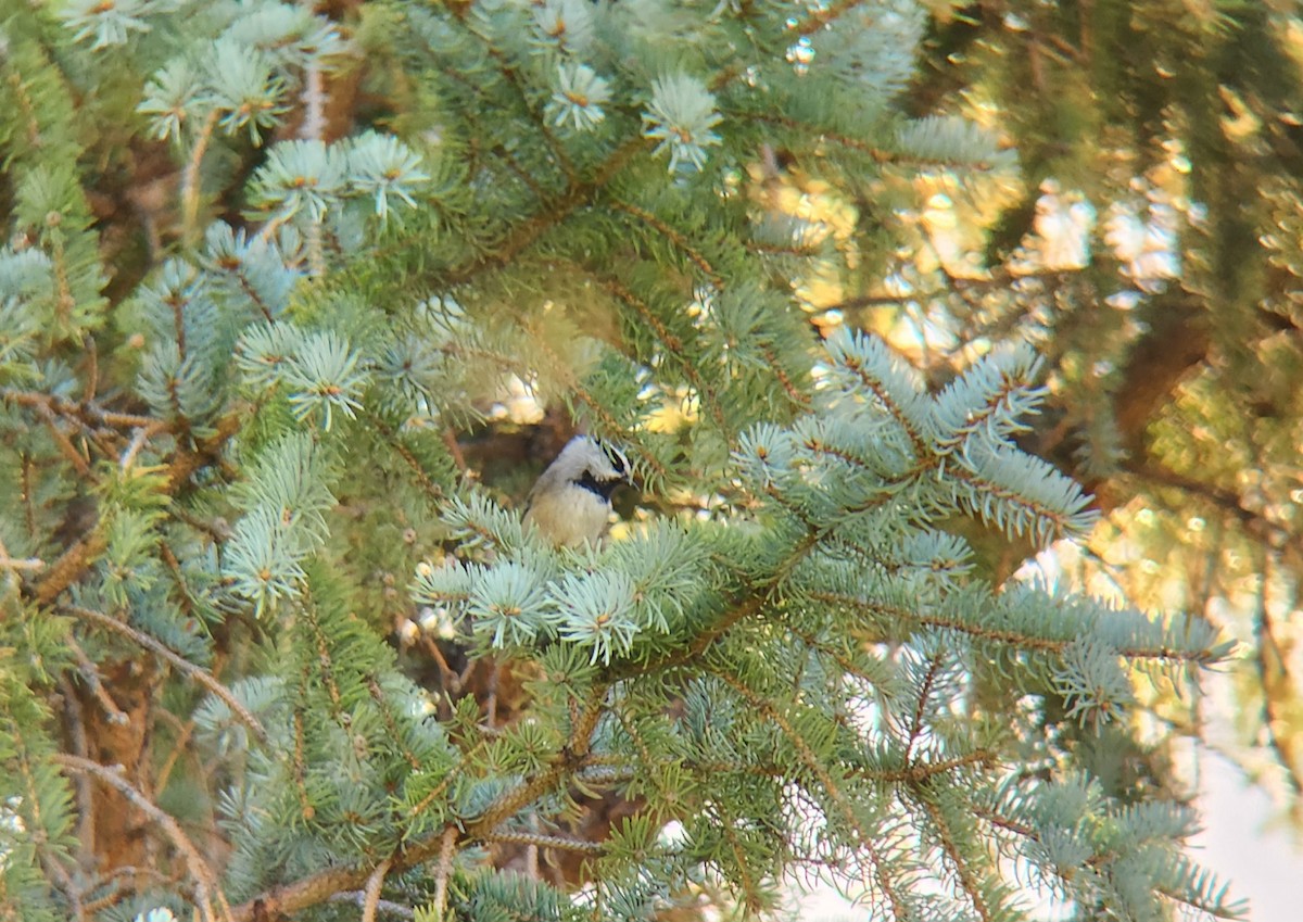 Mountain Chickadee - ML623829245