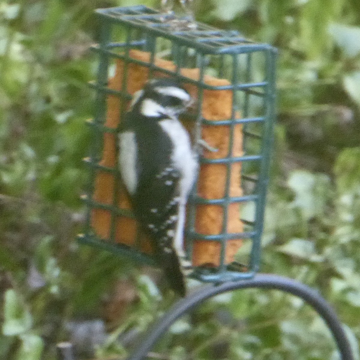 Downy Woodpecker - ML623829264