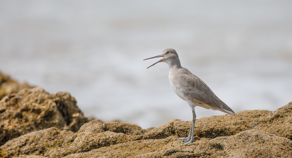 Willet (Western) - ML623829265