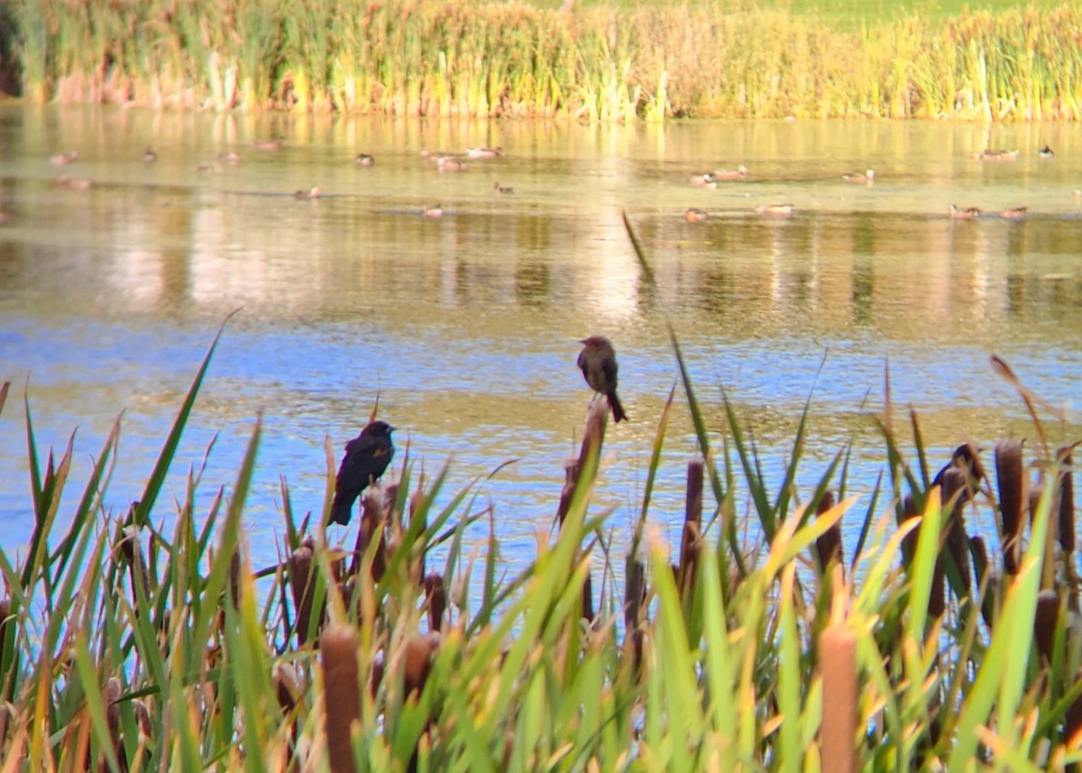 Red-winged Blackbird - ML623829269