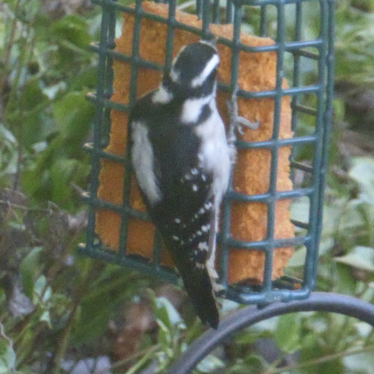 Downy Woodpecker - ML623829271