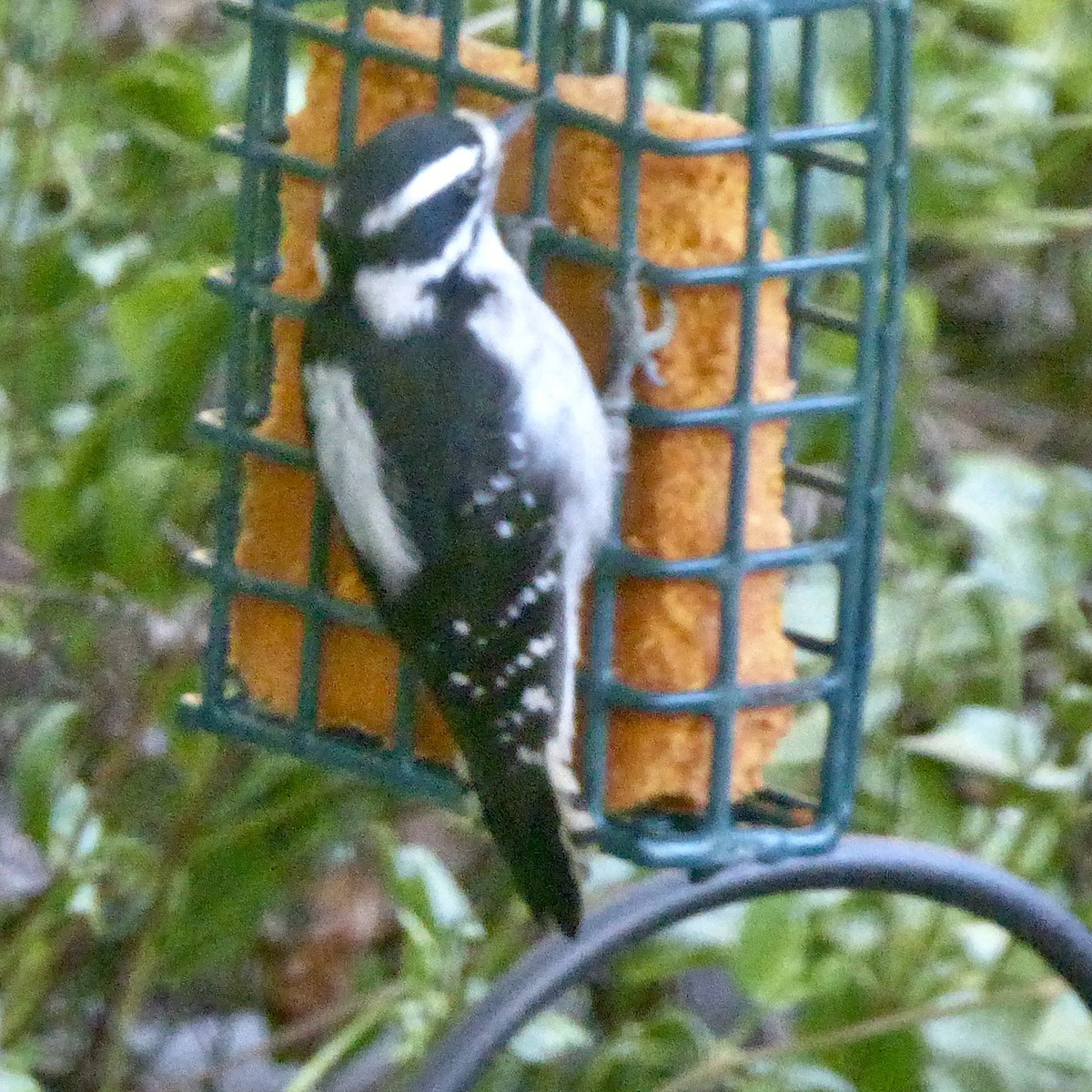 Downy Woodpecker - ML623829273