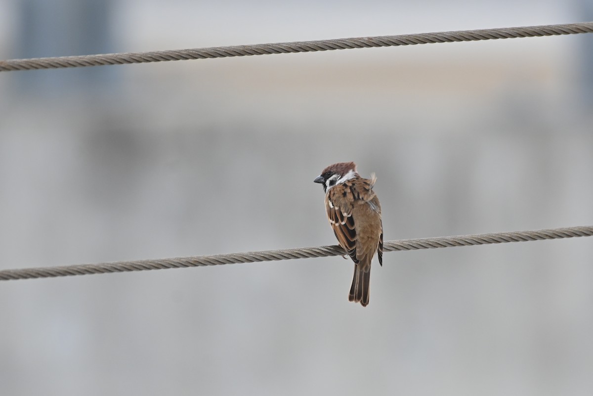 Eurasian Tree Sparrow - ML623829281