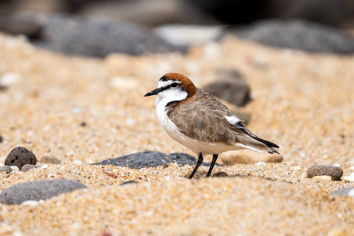 Red-capped Plover - ML623829336