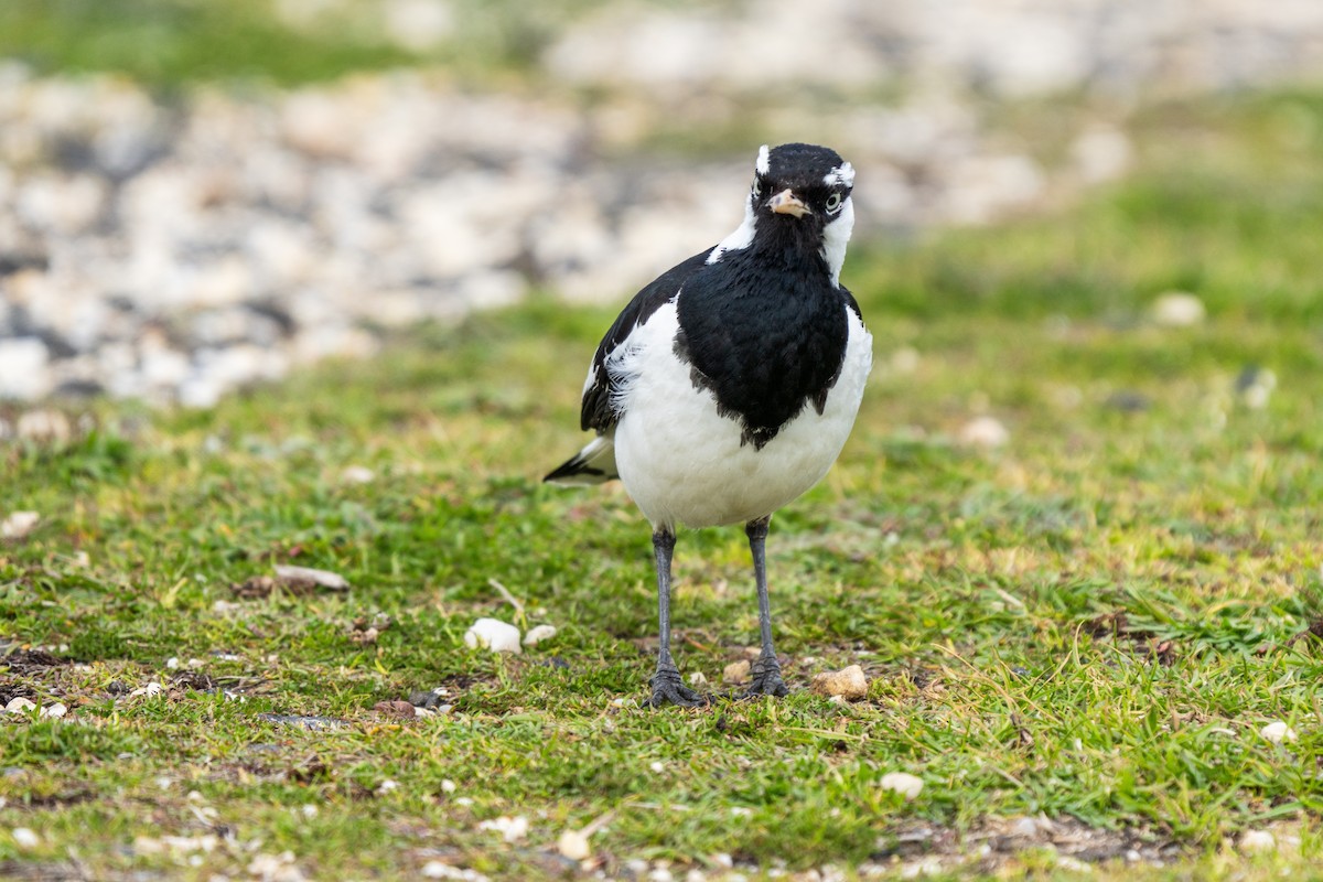 Magpie-lark - ML623829342