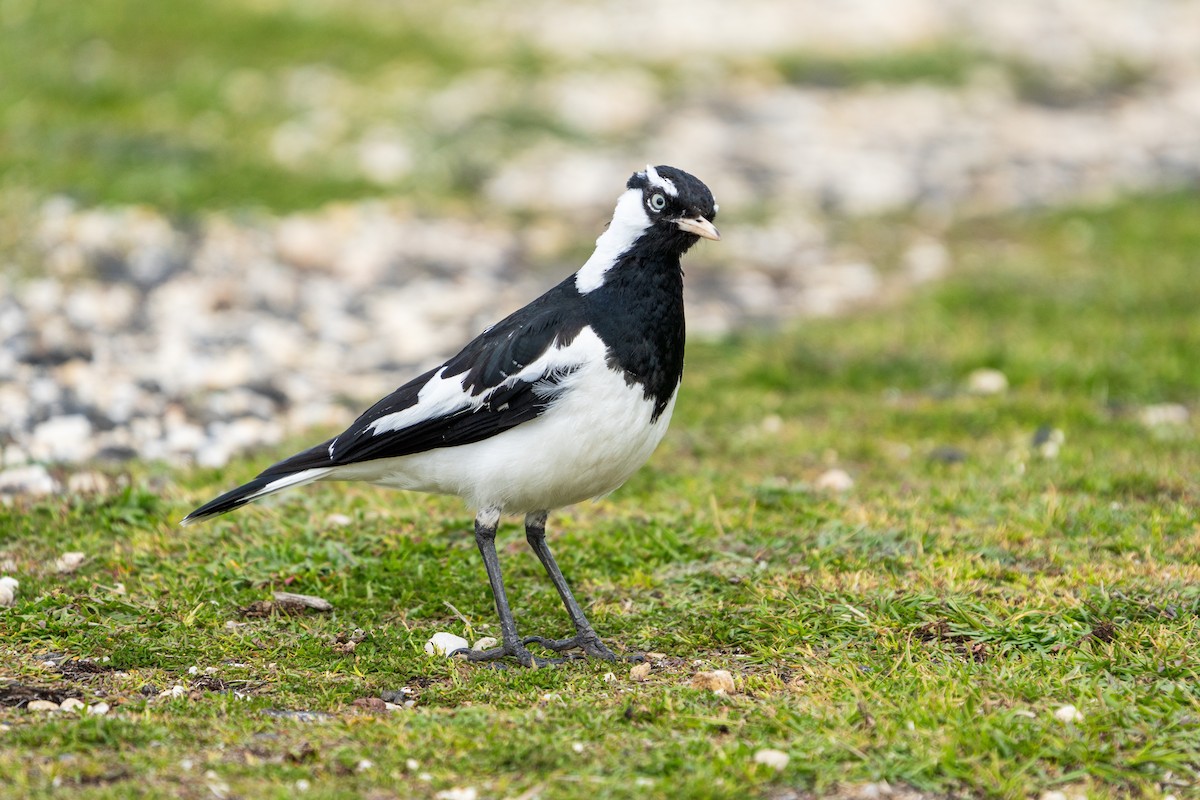 Magpie-lark - ML623829343