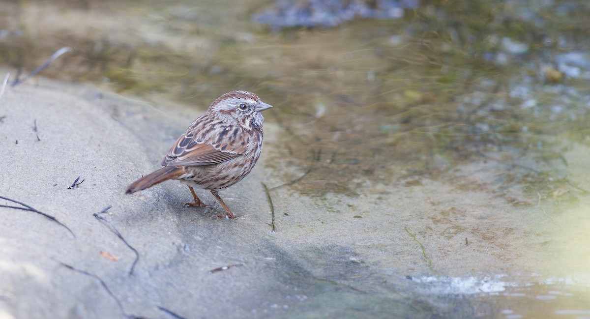 Song Sparrow (heermanni Group) - ML623829344