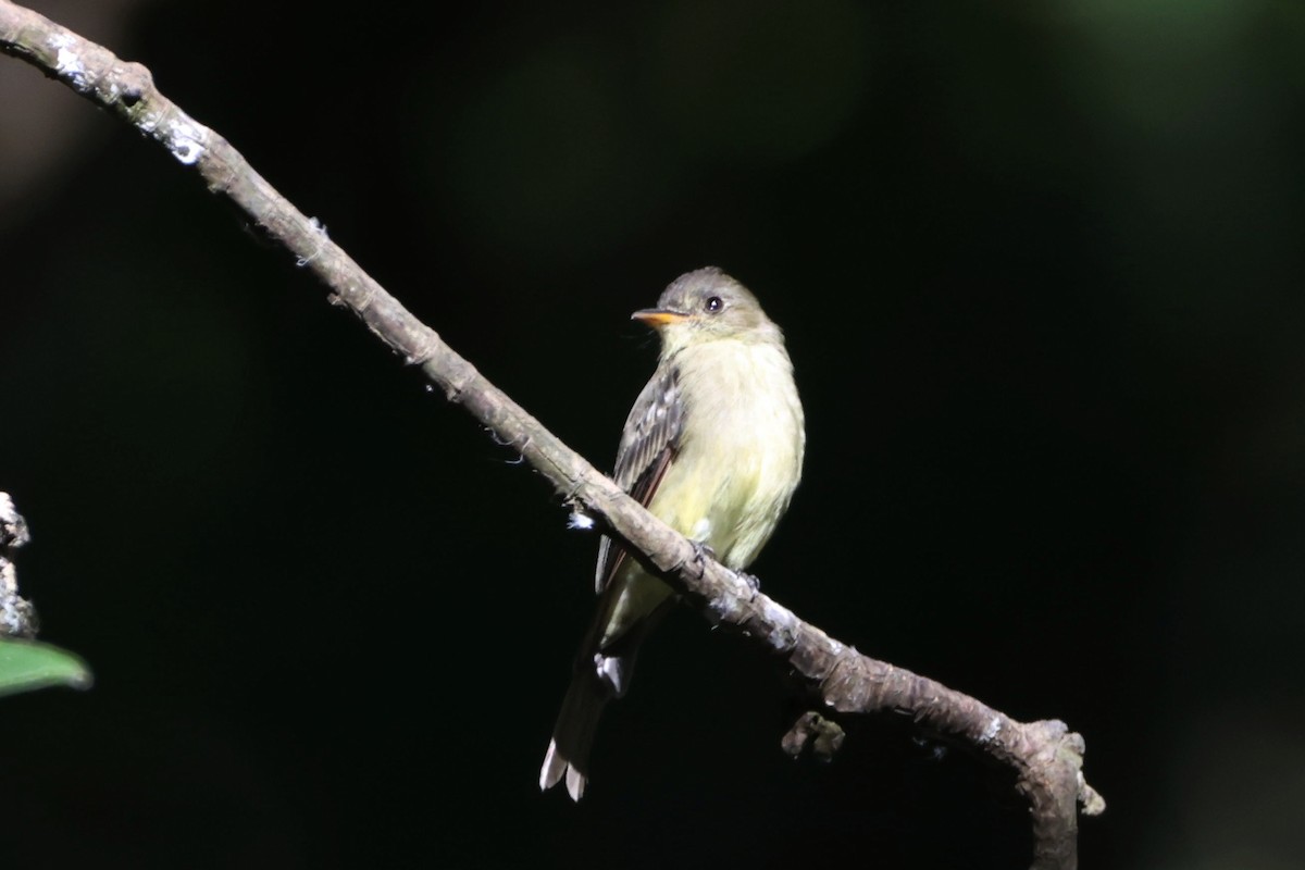 Northern Tropical Pewee - Caleb Villar