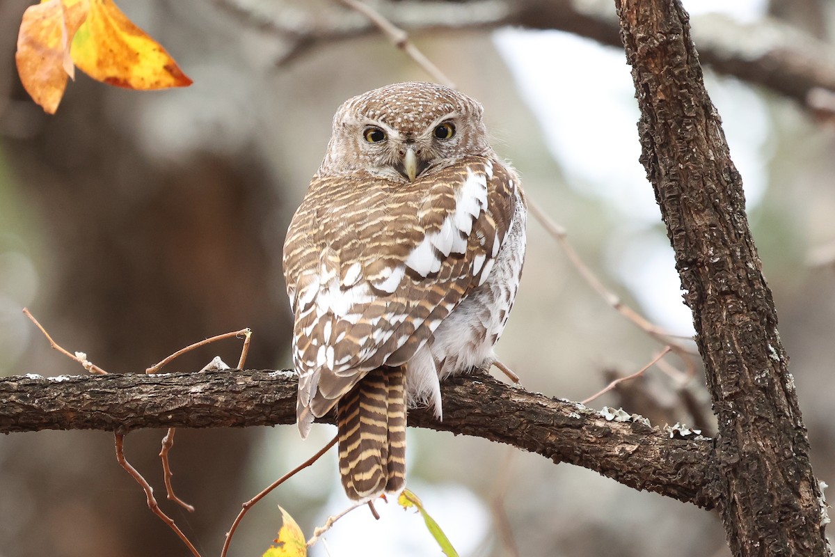 African Barred Owlet - Daniel Engelbrecht - Birding Ecotours