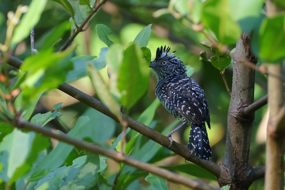 Barred Antshrike - ML623829395