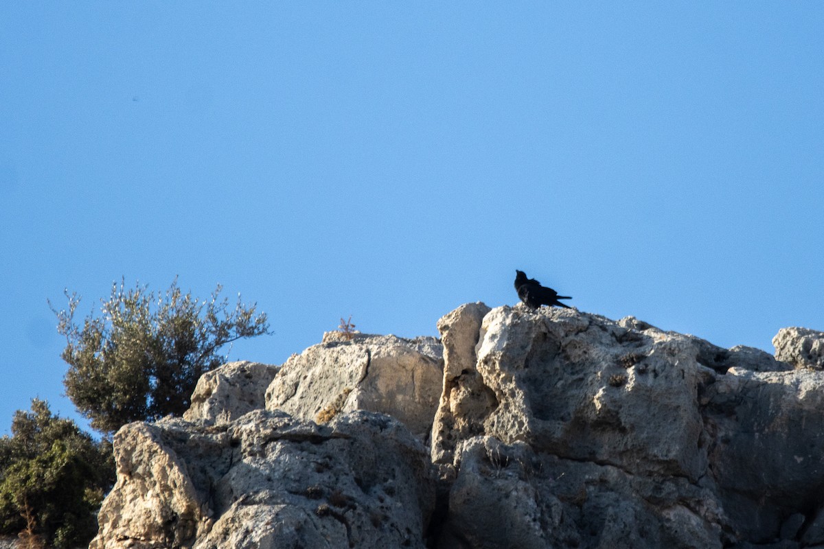 Common Raven - ML623829416