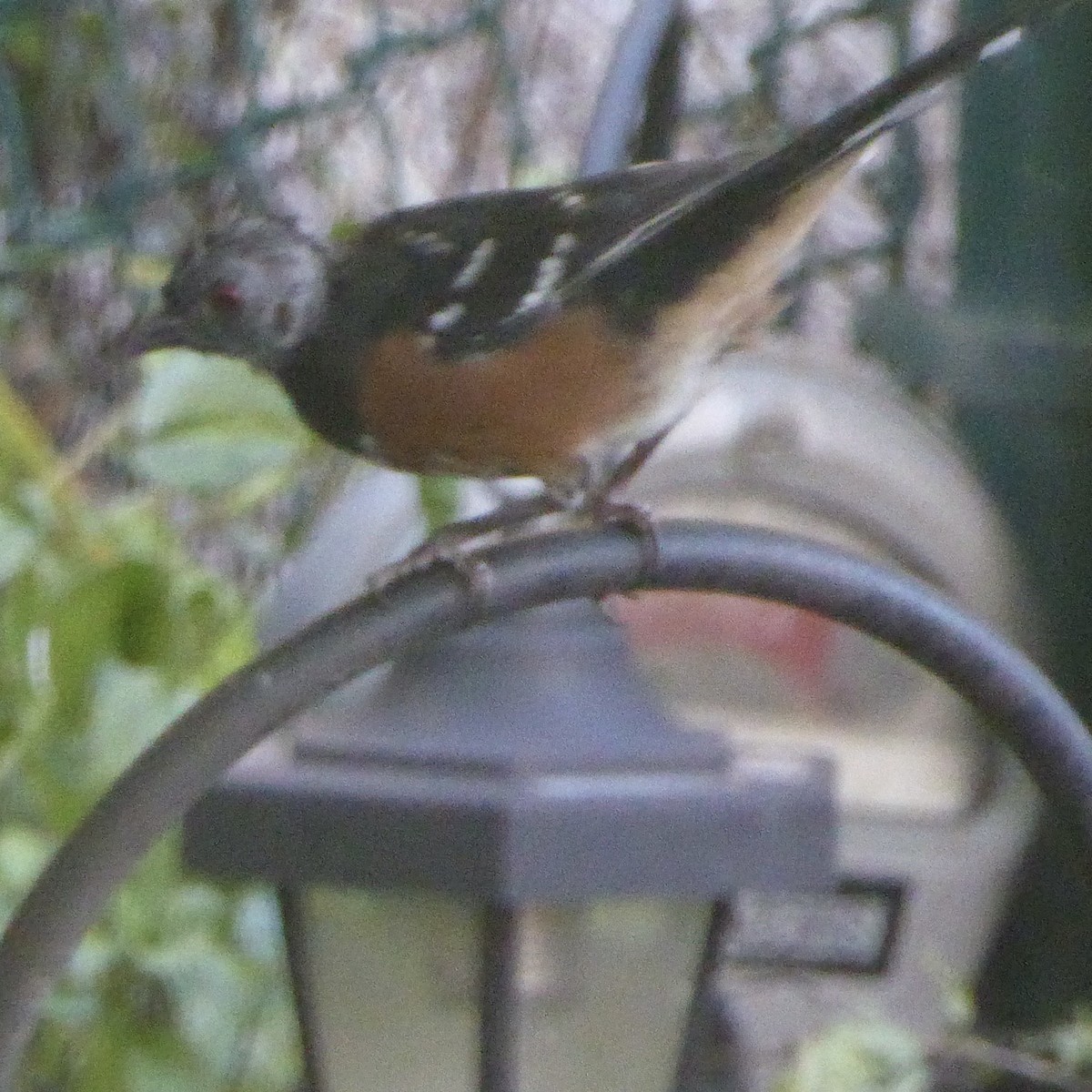 Spotted Towhee - Anonymous