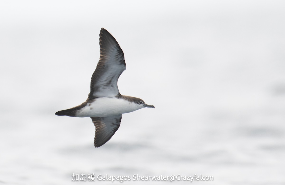 Galapagos Shearwater - ML623829439