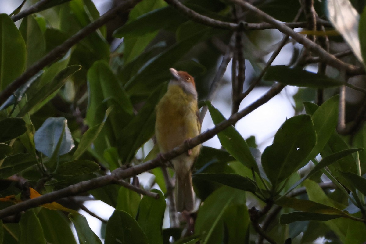 Rufous-browed Peppershrike - ML623829459