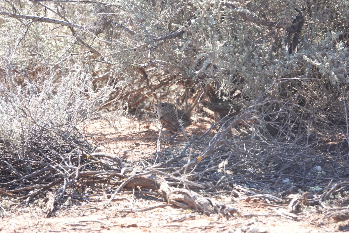 Western Grasswren - ML623829473