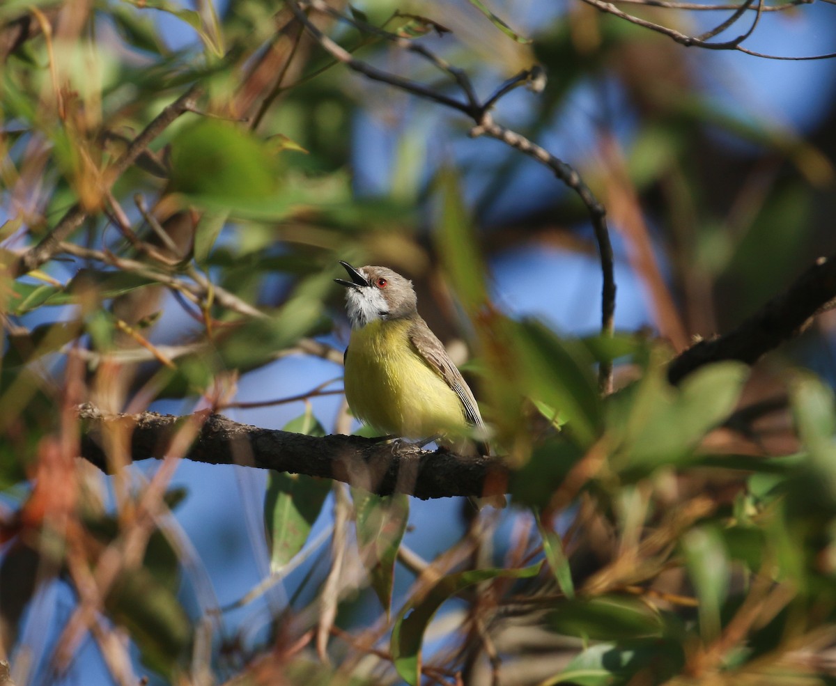 White-throated Gerygone - ML623829485