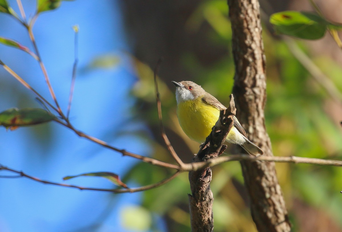 White-throated Gerygone - ML623829486