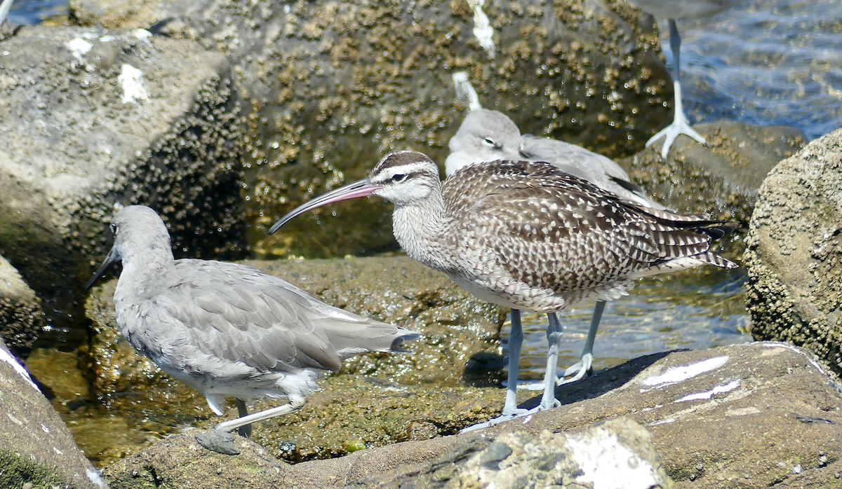 Whimbrel - ML623829516