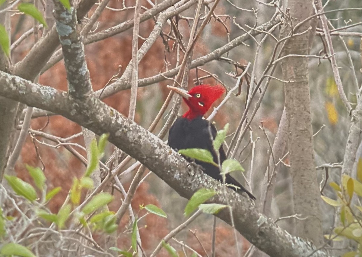 Cream-backed Woodpecker - ML623829525