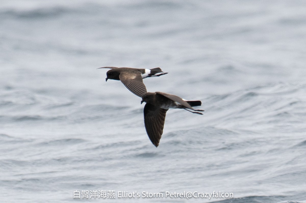 Elliot's Storm-Petrel - ML623829526