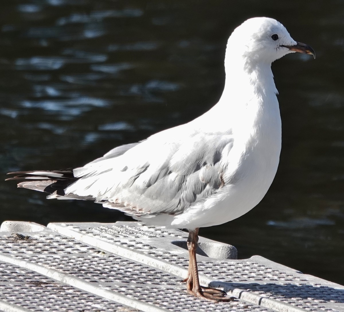 Silver Gull (Silver) - ML623829544