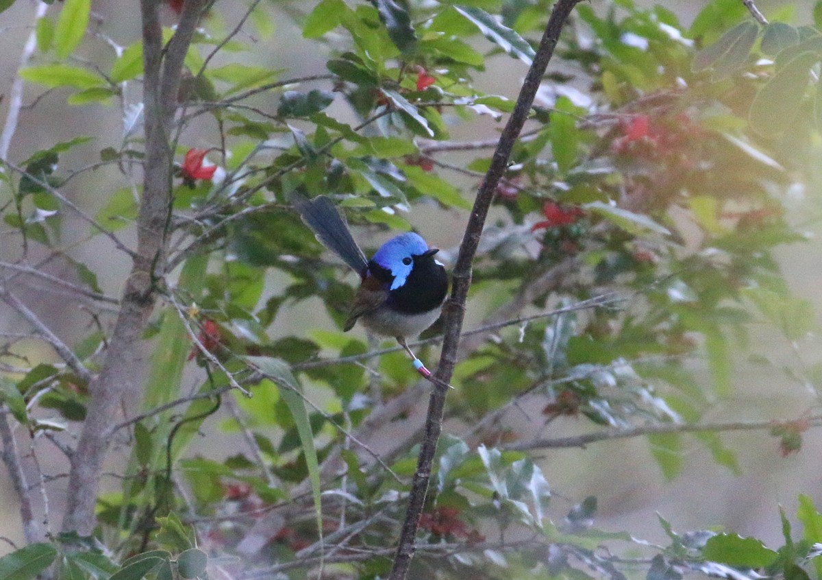 Variegated Fairywren - ML623829553