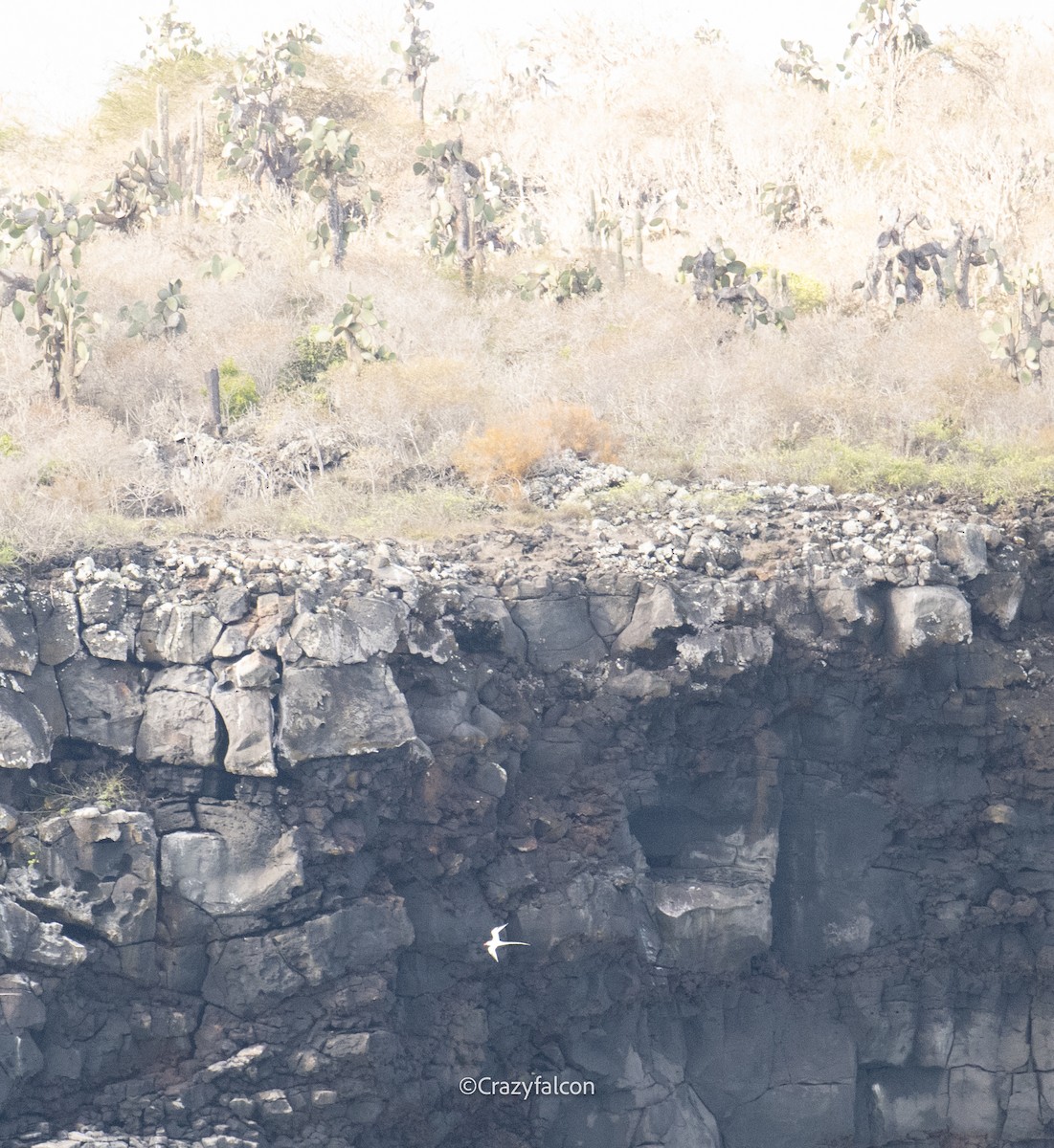 Red-billed Tropicbird - ML623829555