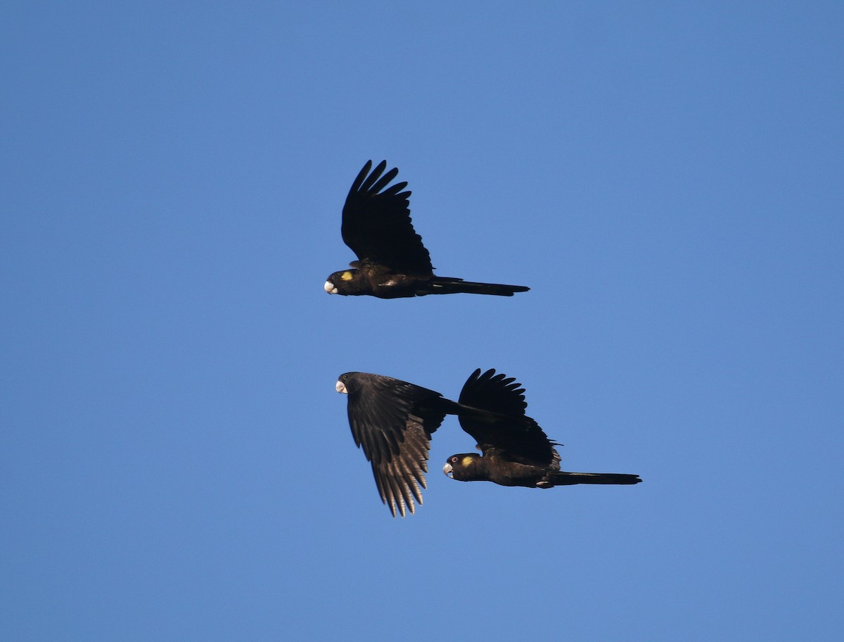 Yellow-tailed Black-Cockatoo - ML623829586