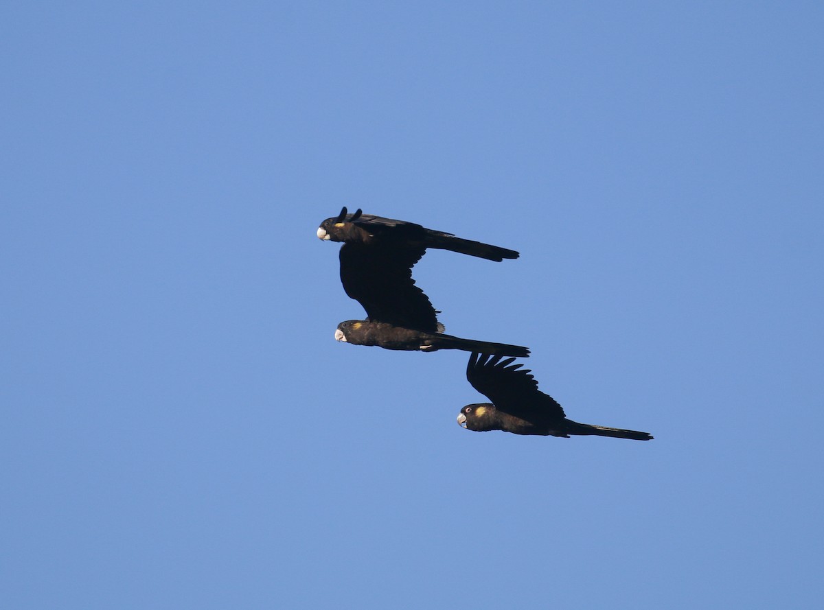 Yellow-tailed Black-Cockatoo - ML623829587