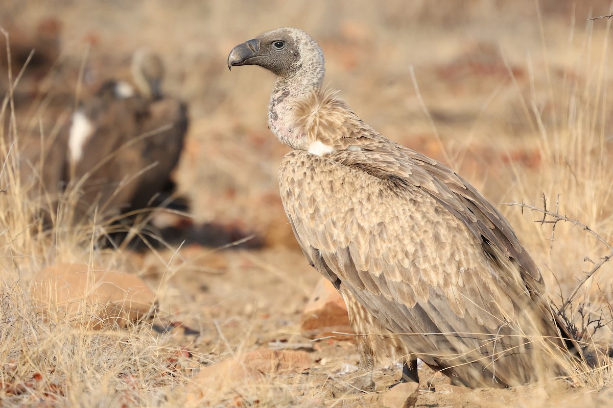 White-backed Vulture - ML623829602